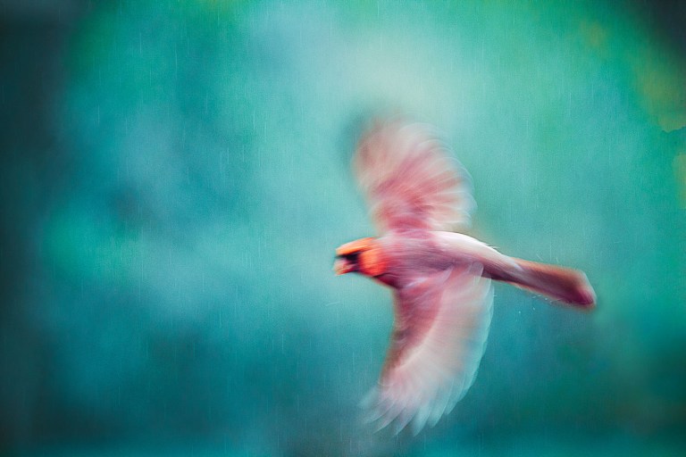 A red cardinal in flight on blue