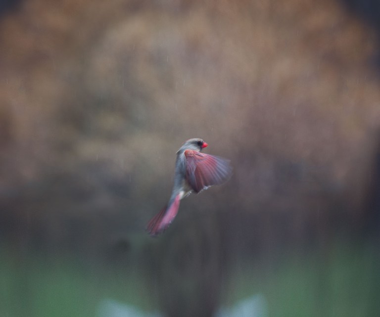 dubois_160410.160410