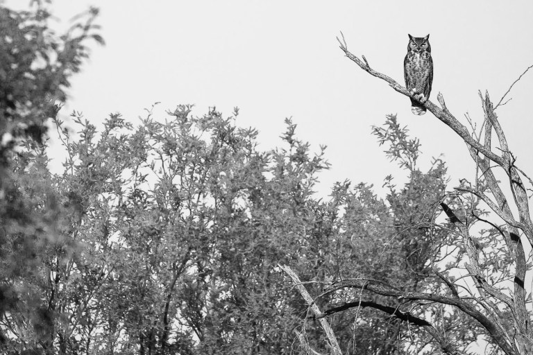 Great horned owl female in Tucson Arizona