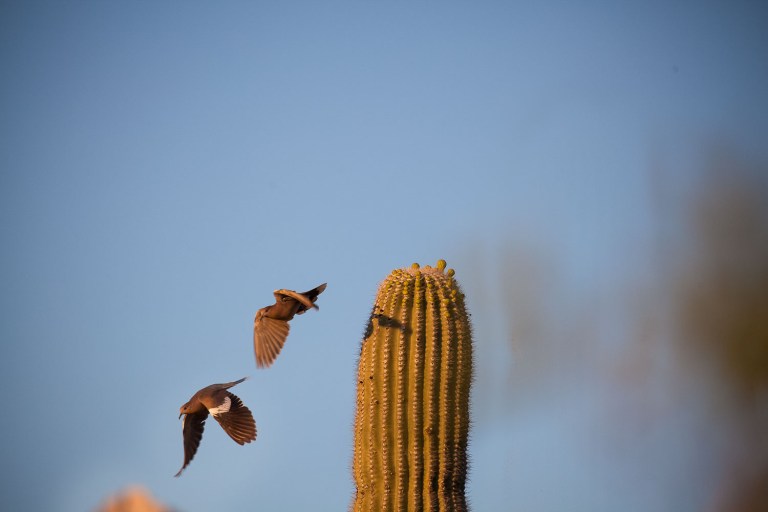 White Wing doves in flight off a cactus at Catalina State Park in Tucson Arizona. Birding in Arizona