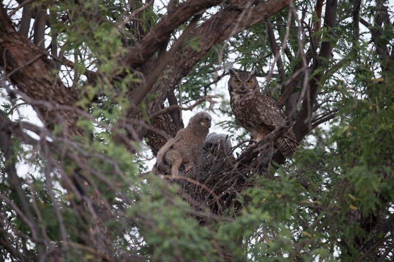 A great horned owl with her babies birding in arizona