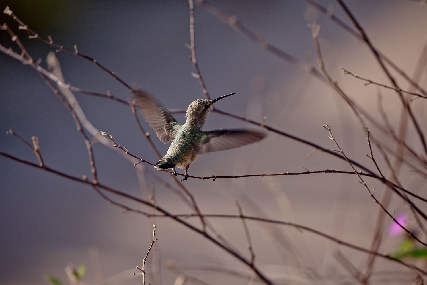 Anna's Hummingbird in Arizona. Female Anna Hummingbird while birding in Arizona