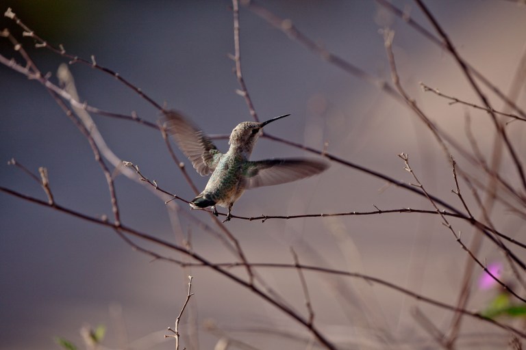 Anna's Hummingbird in Arizona. Female Anna Hummingbird while birding in Arizona