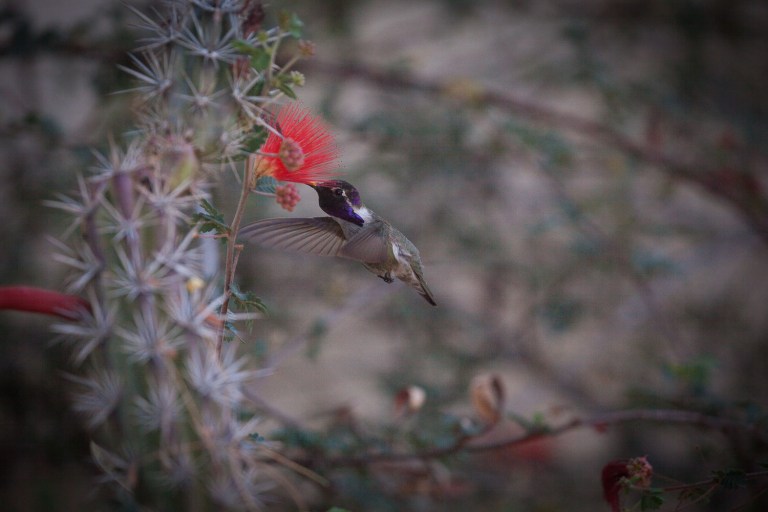 A black chinned Hummingbird in flight in Arizona, Hummingbirds