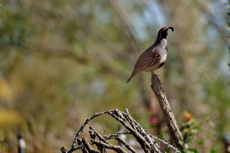 Gambel's Quail in Arizona, Birding in Arizona, quail