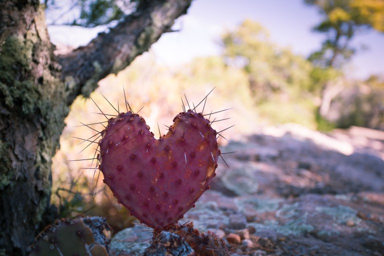 Prickly Love cactus in Chiricahua National Monument