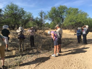 Birding in Arizona