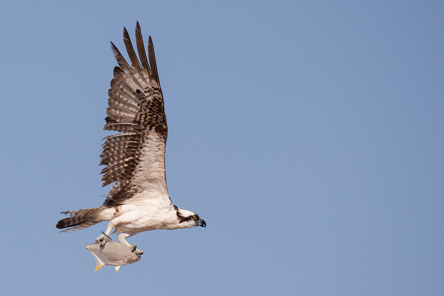 osprey with fish, osprey flying in florida with a fish