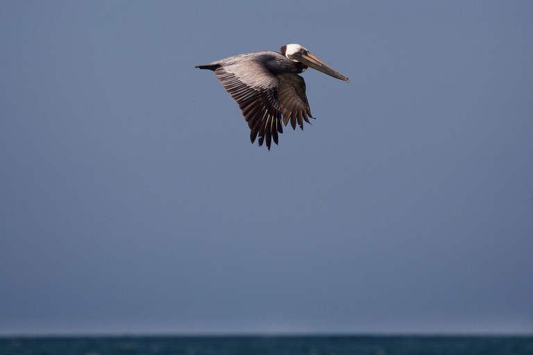 Pelican, ormond beach florida