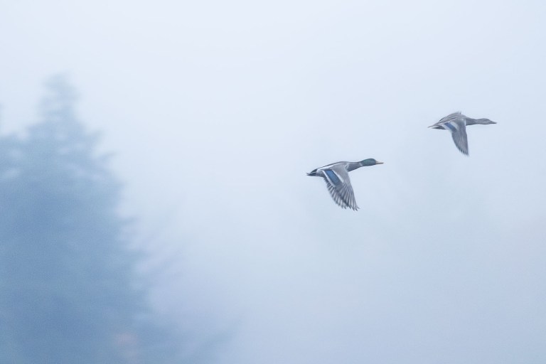 dubois_161022-161022