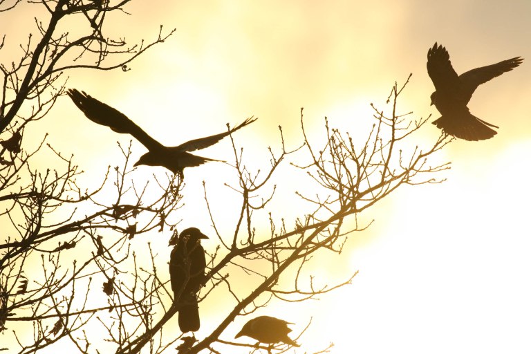 crows at sunset in new hampshire