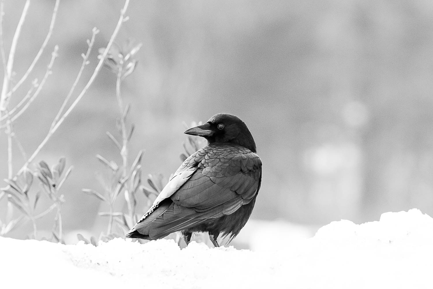 Winter crow in Manchester new hampshire