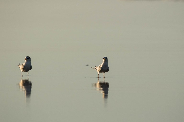 Least Tern in Ormond Beach Florida