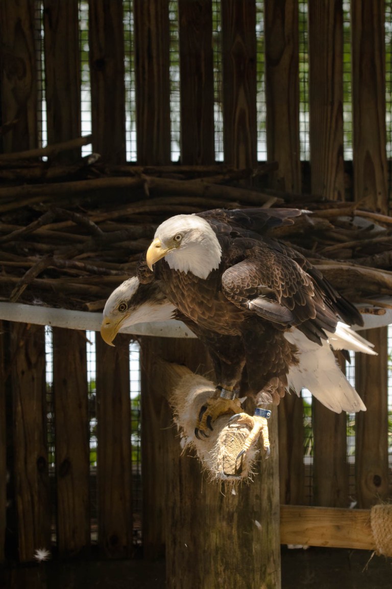 Bald Eagles