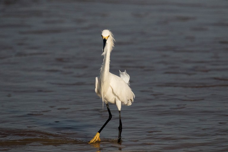 Snowy Egret in Ormond Beach Florida