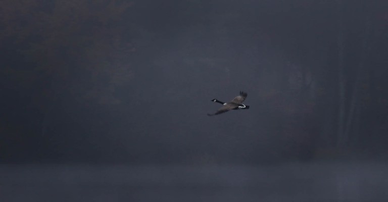 goose, migration, fine art bird photography, colleen dubois