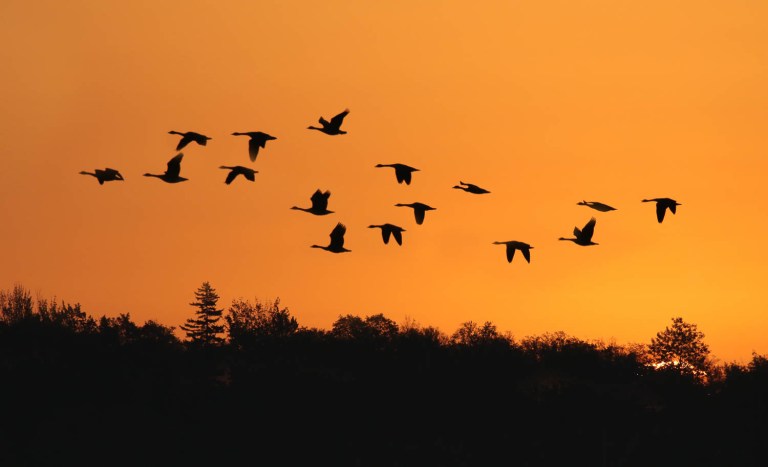 Geese migration at sunrise on Averil Lake, Vermont, fine art bird photography, colleen dubois