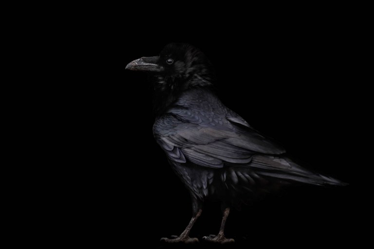 Raven in the Petrified National Forest