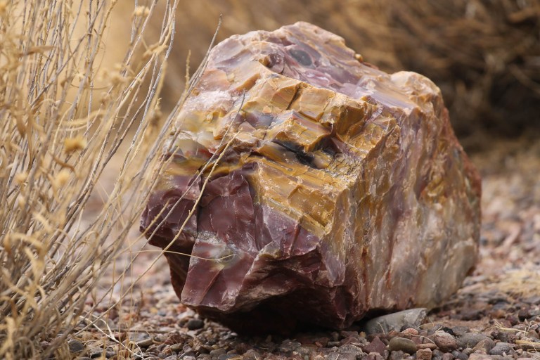Petrified Wood in the Petrified National Forest