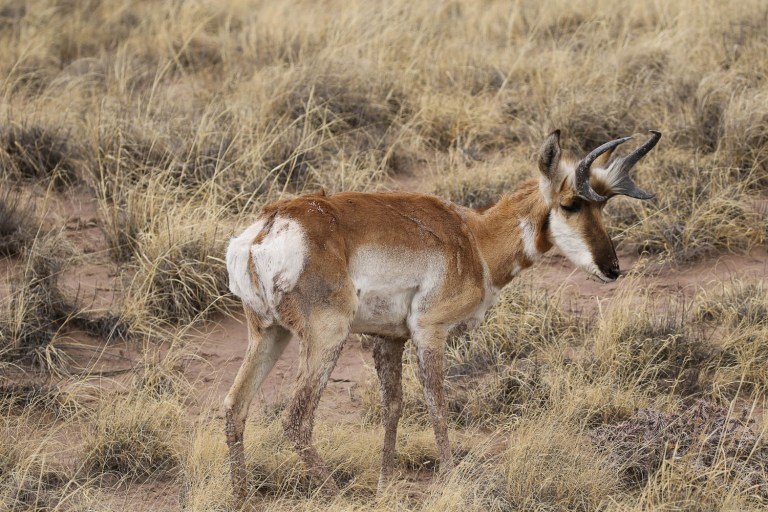 Pronghorn Antelope in the Petrified National Forest