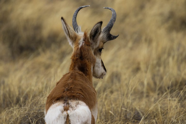 Pronghorn Antelope in the Petrified National Forest