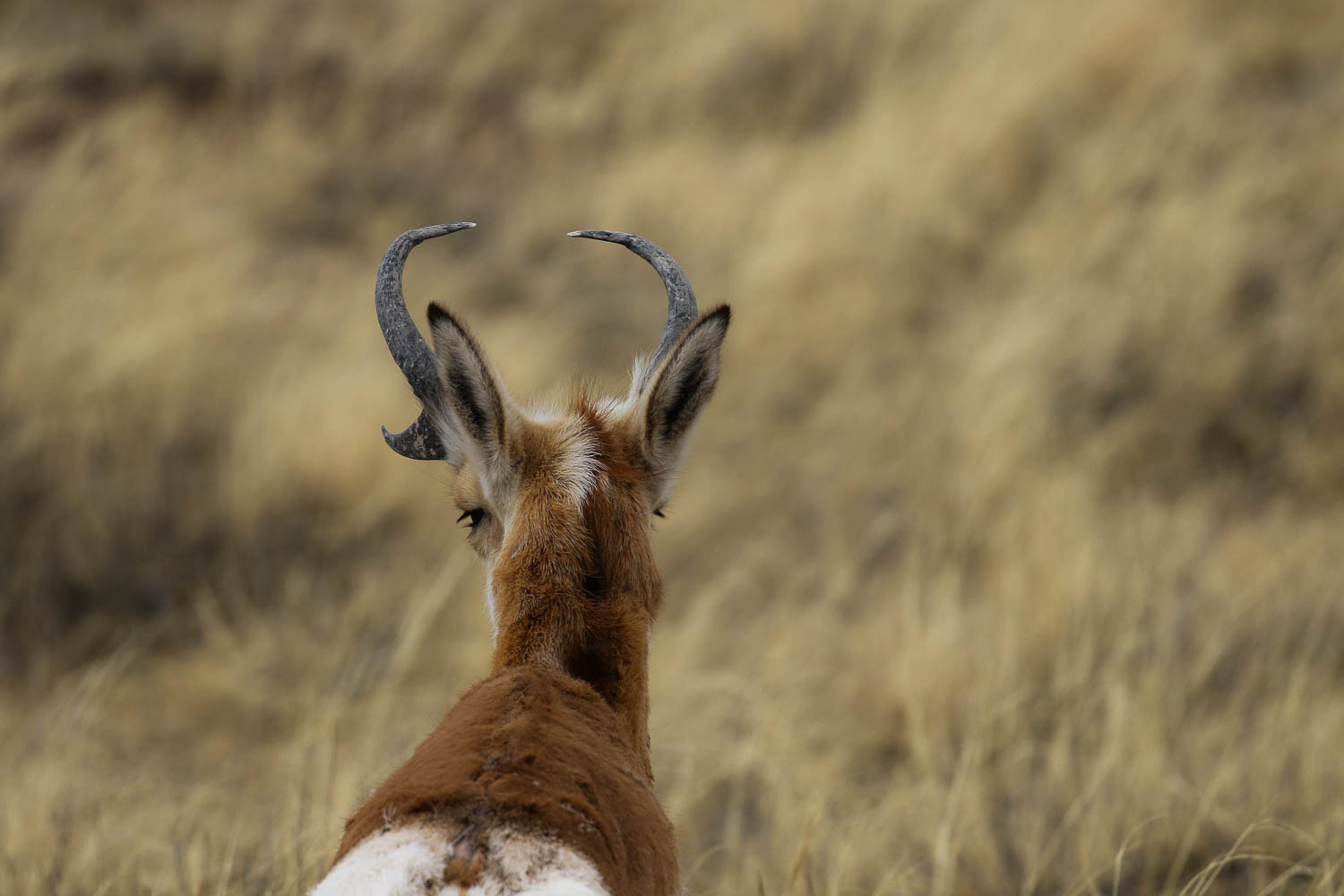 Pronghorn Antelope in the Petrified National Forest