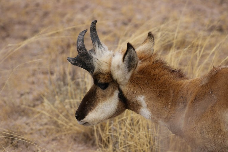 Pronghorn Antelope in the Petrified National Forest