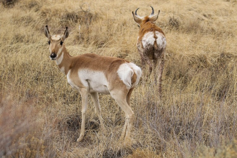 Pronghorn Antelope in the Petrified National Forest