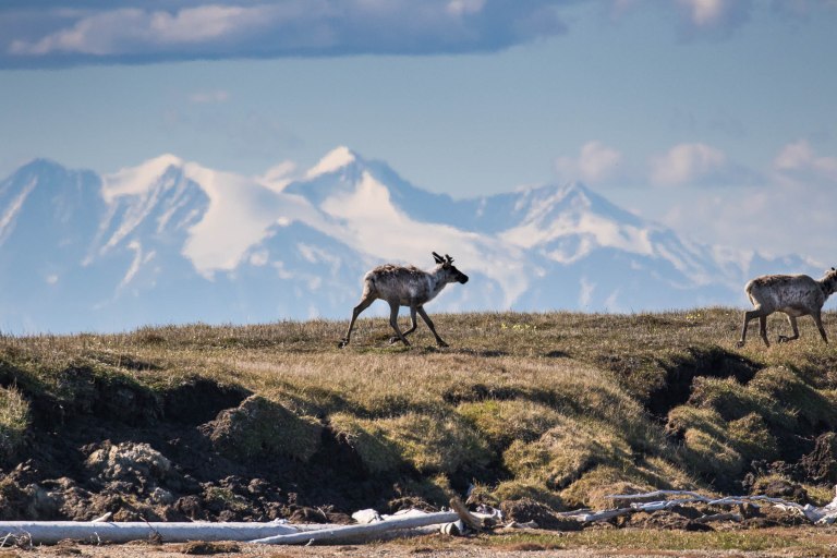 Colleen Dubois. colleen@colleendubois.com. ANWR. Caribou tracking across tundra
