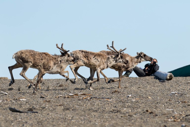 Colleen Dubois. colleen@colleendubois.com.ANWR. caribou running through campsite with a team member in the background taking photos