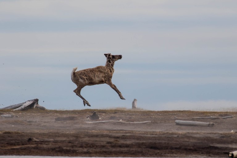 Colleen Dubois. colleen@colleendubois.com.ANWR. Juvenile Caribou jumping