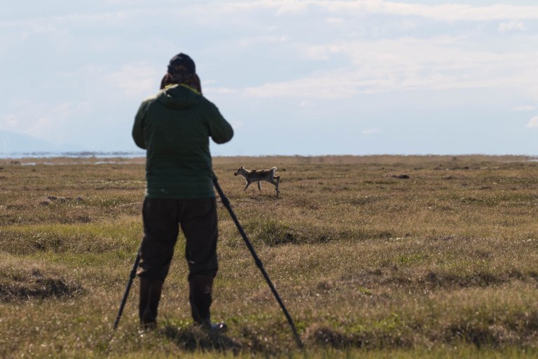 Colleen Dubois. colleen@colleendubois.com.ANWR. Peter Mather taking photo of caribou calf