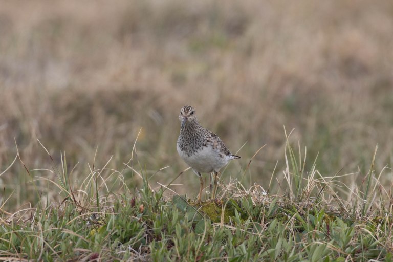 Colleen Dubois. colleen@colleendubois.com.ANWR.Sandpiper