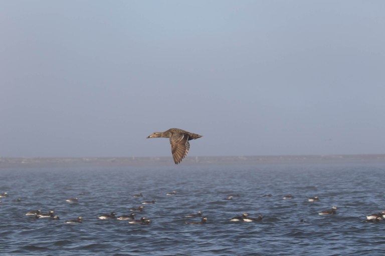 Colleen Dubois. colleen@colleendubois.com.Arctic Ocean. Femal Edier Duck flying over long tailed ducks
