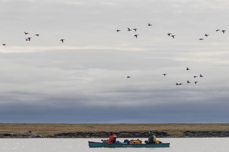 Colleen Dubois. colleen@colleendubois.com.Arctic Ocean. Long tailed ducks flying over team members in canoe