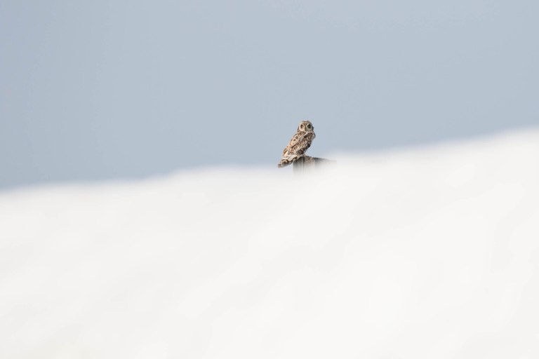 Colleen Dubois. colleen@colleendubois.com.Town of Kaktovik.short eared ow