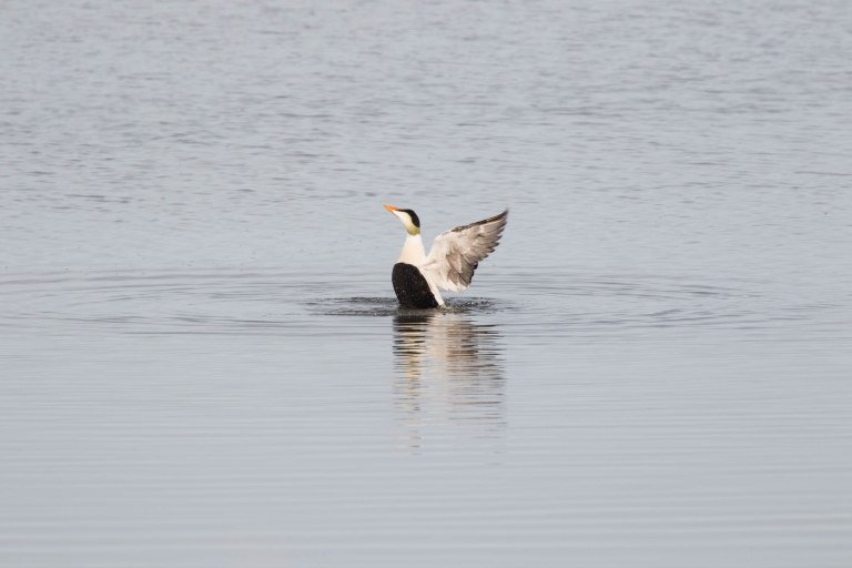 Colleen Dubois.ANWR Birding_2018.7909
