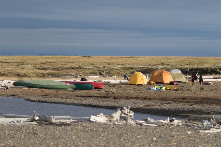 Colleen Dubois.ANWR Birding_2018.8507