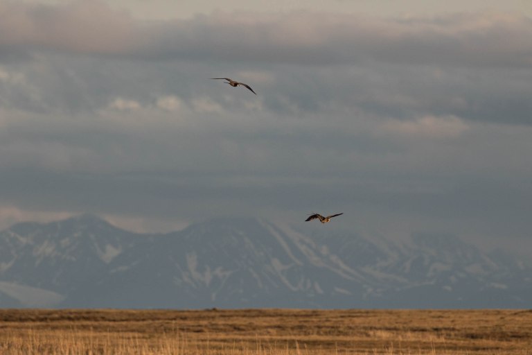 Colleen Dubois.ANWR Birding_2018.8711