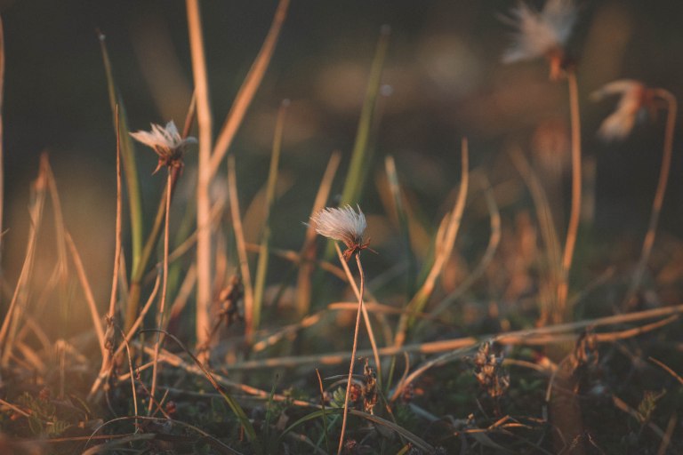 Colleen Dubois.ANWR Birding_2018.8823