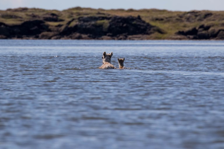 Colleen Dubois.ANWR Birding_2018.8887