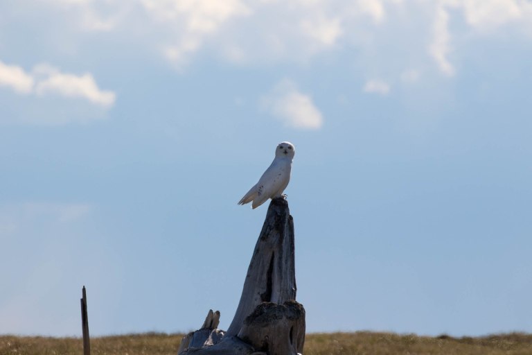 Colleen Dubois.ANWR Birding_2018.8976