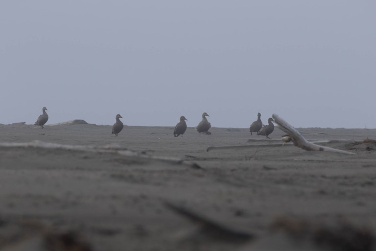 Colleen Dubois.ANWR Birding_2018.9075